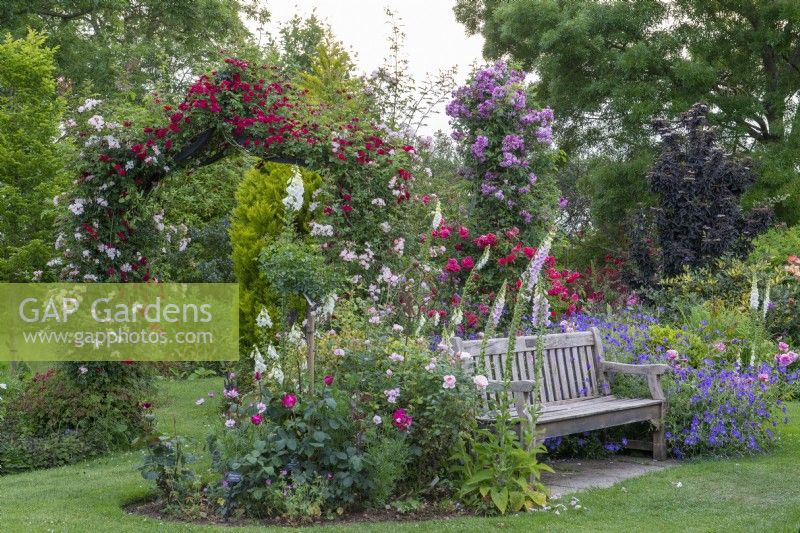 On left, an arch is covered on Rosa 'Chevy Chase' and Rosa 'Open Arms'. On right, a bench is engulfed in hardy geranium 'Rozanne' and foxgloves. Behind on obelisk, Rosa 'Mannington Mauve Rambler'.