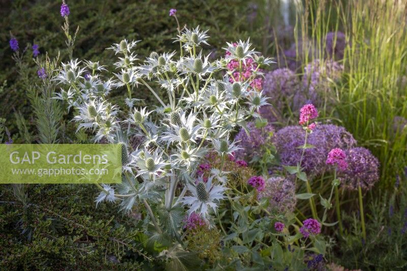 Self sown Eryngium giganteum  AGM - Miss Willmott's ghost -  with Allium cristophii, Cotoneaster horizontalis, Centranthus ruber - Valerian - and Linaria purpurea - Toadflax.