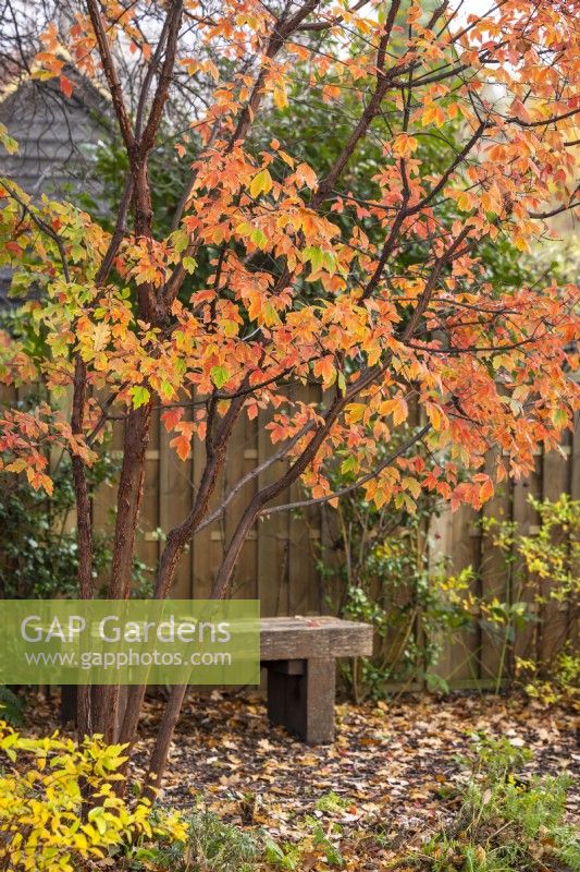 Acer griseum AGM - Paperbark maple