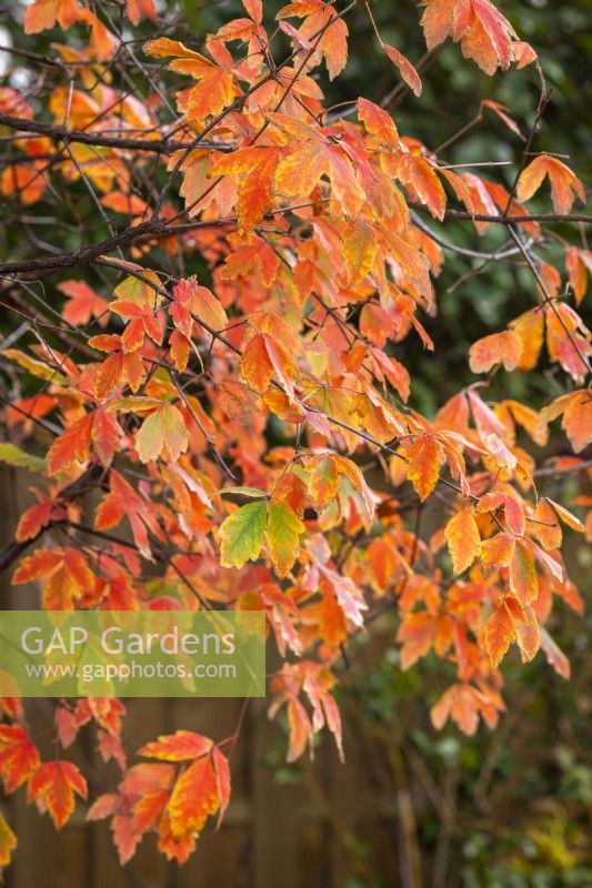 Acer griseum AGM - Paperbark maple