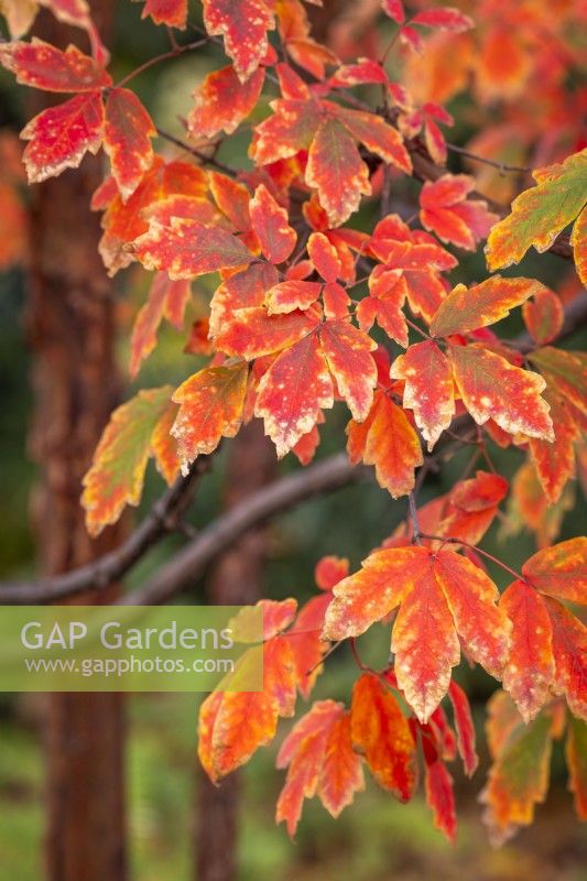 Acer griseum AGM - Paperbark maple