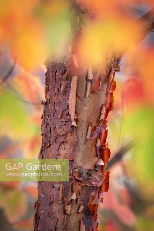 Acer griseum AGM - Paperbark maple