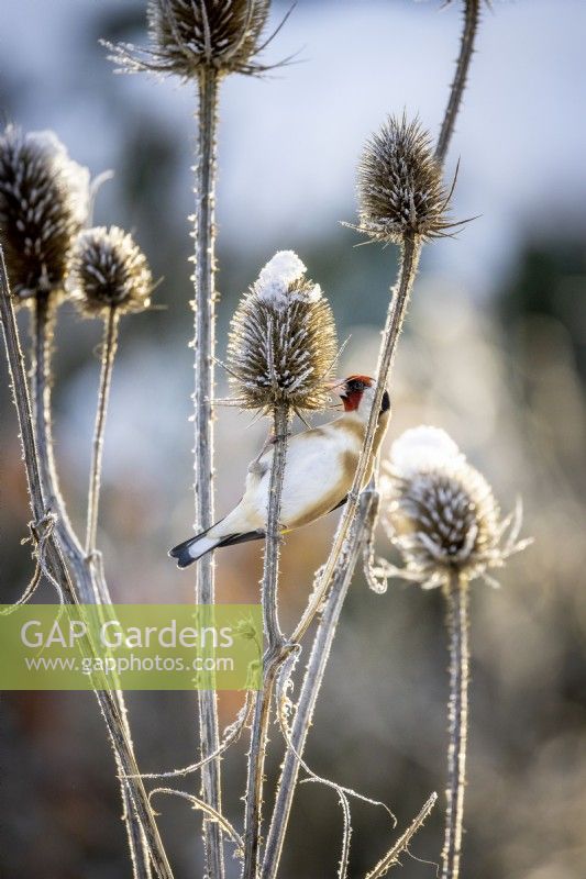 Goldfinch - Carduelis carduelis - feeding on the seedheads of Dipsacus fullonum syn. Dipsacus sylvestris - Teasel - in the snow