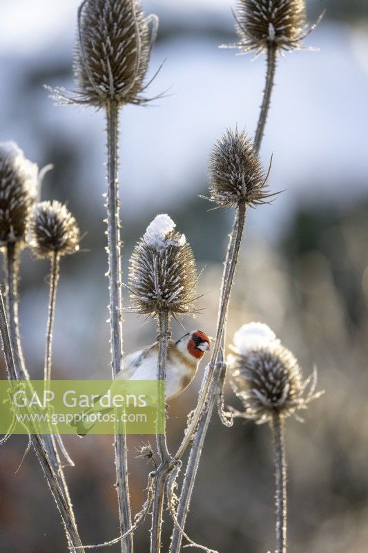 Goldfinch - Carduelis carduelis - feeding on the seedheads of Dipsacus fullonum syn. Dipsacus sylvestris - Teasel - in the snow