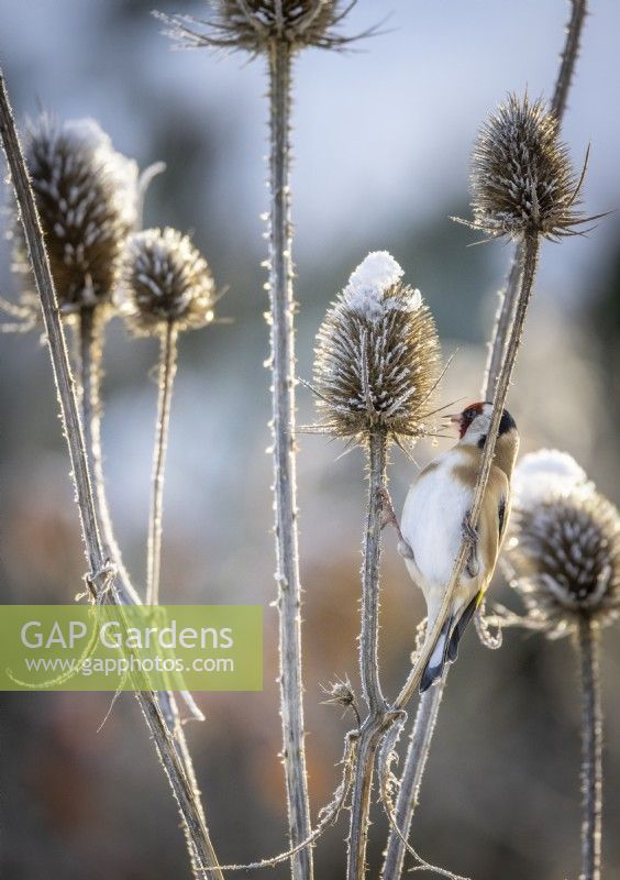 Goldfinch - Carduelis carduelis - feeding on the seedheads of Dipsacus fullonum syn. Dipsacus sylvestris - Teasel - in the snow