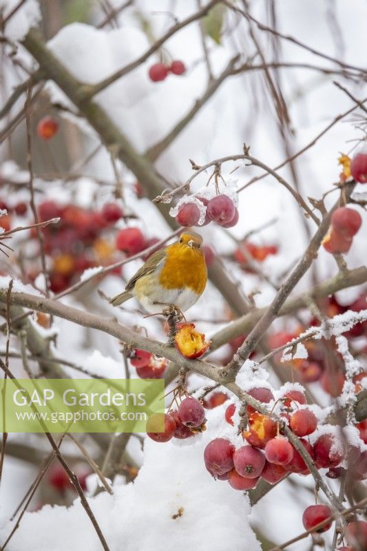 Robin - Erithacus rubecula - feeding on crab apple berries in the snow - Malus x robusta 'Red Sentinel'