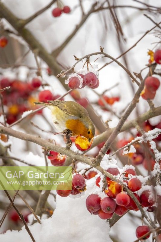 Robin - Erithacus rubecula - feeding on crab apple berries in the snow - Malus x robusta 'Red Sentinel'