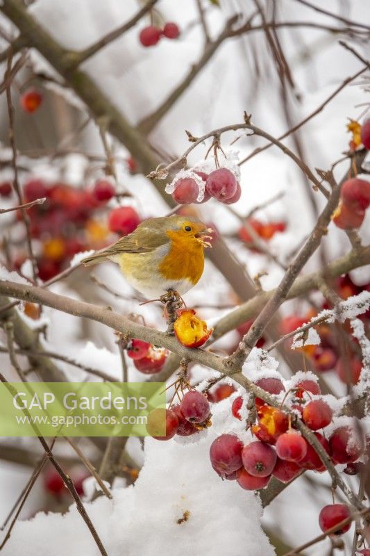 Robin - Erithacus rubecula - feeding on crab apple berries in the snow - Malus x robusta 'Red Sentinel'