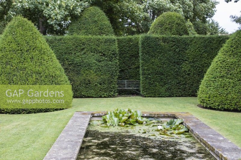 View over stone edged formal rectangular pond to seat within exceptionally high hedges and cones of Yew which have not yet been cut. July. Summer