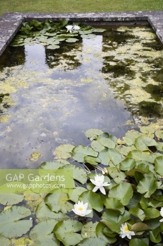 Rectangular pond with water lilies and significant surface algae. July. Summer. 