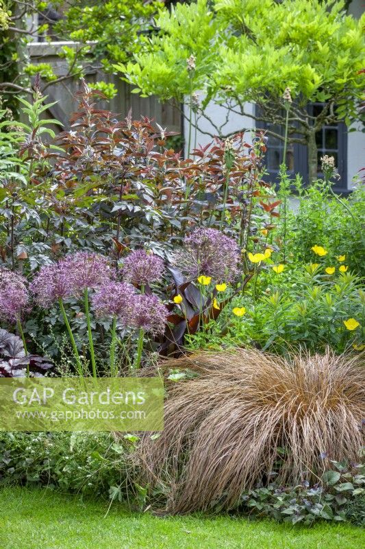 Border near the house with Persicaria microcephala 'Red Dragon', Allium cristophii, Lysimachia 'Firecracker' and Meconopsis cambrica - Welsh poppies