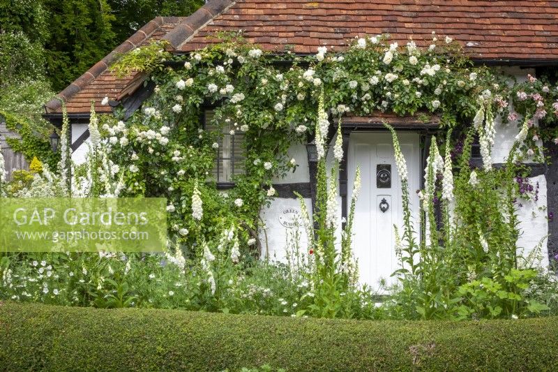 White themed front garden with Rosa 'Alberic Barbier' trained up front walls of the cottage. Digitalis purpurea f. albiflora syn. Digitalis purpurea 'Alba' - White foxglove - and nigella in the foreground