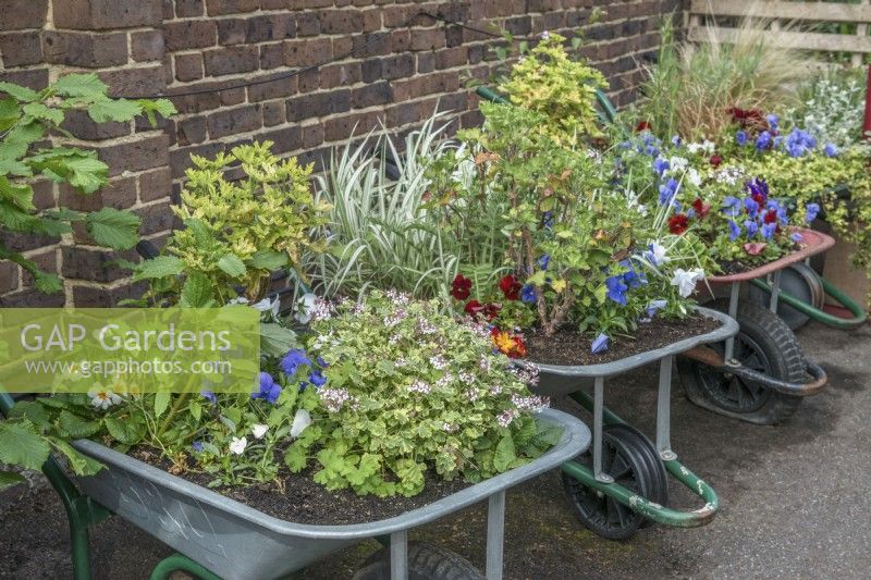 Row of old wheelbarrows recycled for containers and planted with Pelargoniums, Violas, Primula and ornamental grass