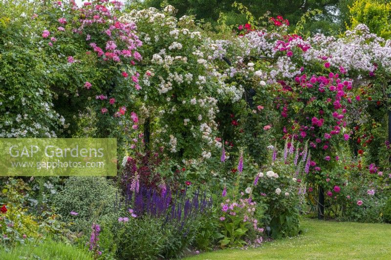Pergola planted with roses (left to right) 'Wedding Day', 'Summer Wine', Ghislaine de Feligande', 'Compassion', 'Karlsruhe' and 'Paul's Himalayan Musk'.