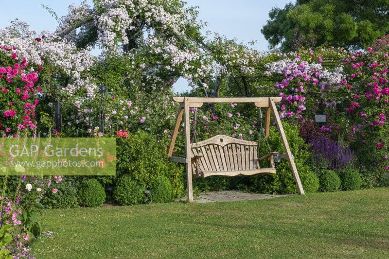 A swing-seat rests between a border of salvias, box balls and shrub roses. Behind, trained along a pergola and arbour is R. 'Paul's Himalayan Musk'. On right, R. 'Sir Paul Smith' 'Beapaul'