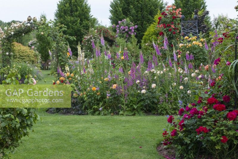 Island bed planted with foxgloves, hardy geraniums and roses (left to right) 'Westerland', 'The Churchill Rose',  'Amber Queen'