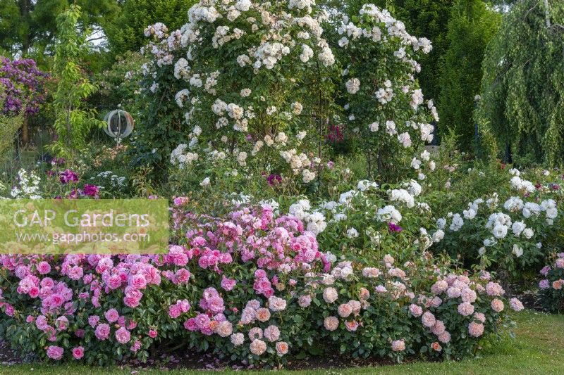 An arbour is clothed in white Rosa 'Friendship of Strangers', in a bed of Rosa 'Happy Retirement', Rosa 'Iceberg' and Rosa 'Joie de Vivre'.