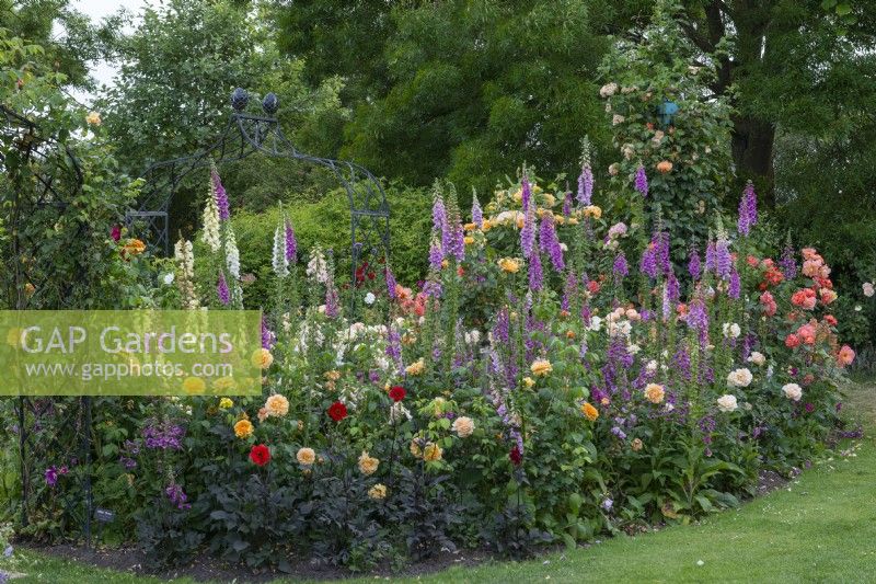 Island bed planted with foxgloves, hardy geraniums and roses (left to right) 'Westerland', 'The Churchill Rose',  'Amber Queen' and 'Togmeister' (on obelisk).