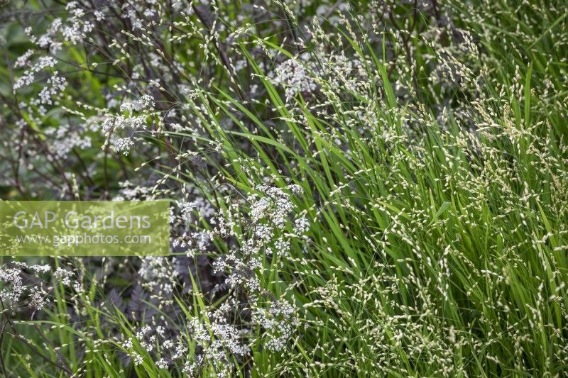 Melica altissima 'Alba' - Siberian melic - with Anthriscus sylvestris 'Ravenswing' - Cow parsley