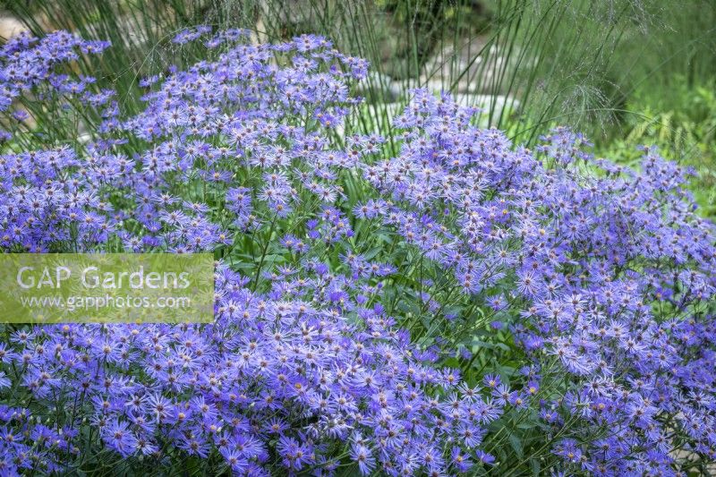 Eurybia Ã— herveyi syn. Aster macrophyllus 'Twilight' syn. Aster Ã— herveyi