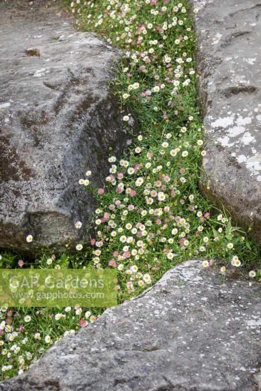 Erigeron karvinskianus syn. mucronatus - Mexican daisy - growing amongst the rocks. Mexican daisy