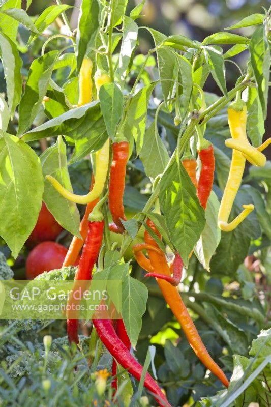 Capsicum annuum - sweet pepper