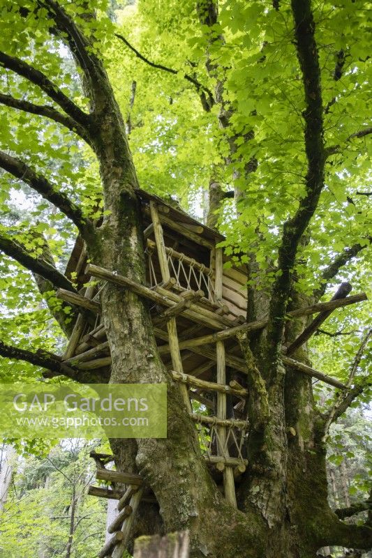 Tree house built within large Acer pseudoplatanus. May