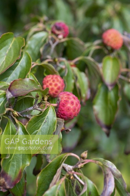 Arbutus unedo, Strawberry tree, an evergreen tree with glossy leaves and, come autumn, waxy red fruits.