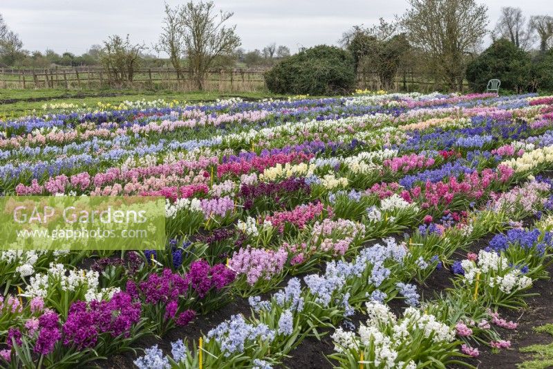 Alan Shipp's National Collection of Hyacinthus orientalis, laid out in rows in a half-acre field in Waterbeach, Cambridgeshire.