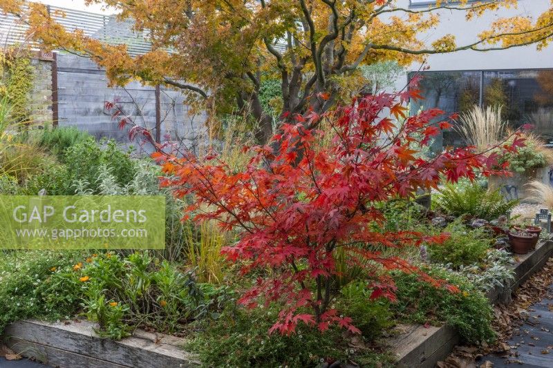 A small Acer palmatum, Japanese maple, its leaves turned red in autumn, planted in a raised bed with a mature acer, marigolds, fleabane, ferns and ornamental grasses.