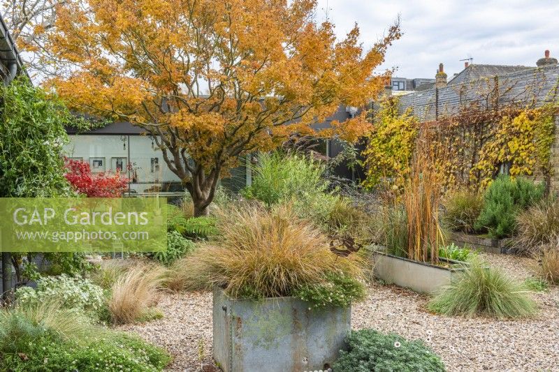 View from the house of a contemporary courtyard (20m x 18m)  with gravel paths, reclaimed water tanks filled with plants or water, and raised beds of drought tolerant plants beneath the canopy of a Japanese maple, Acer palmatum, with golden autumn foliage.