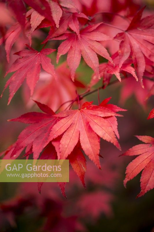 Leaves of a Japanese maple, Acer Palmatum, red with autumn tints.