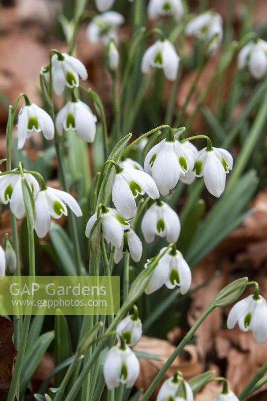 Galanthus 'Dionysus' - snowdrop - February