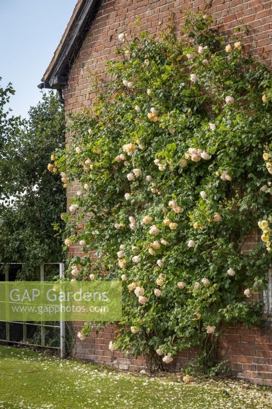 Rosa 'Wollerton Old Hall' growing on a house wall