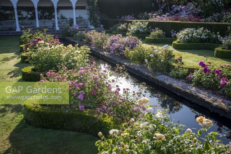 The Renaissance Garden at David Austin Roses with curved low box hedges filled with beds of roses. Narrow canal water feature