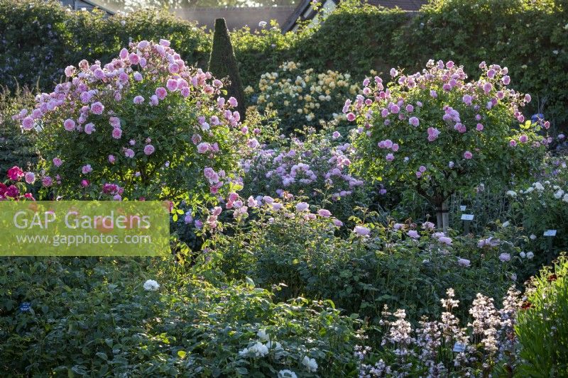 Rosa 'Anne Boleyn' syn. 'Ausecret' growing as a standard in the Lion Garden at David Austin Roses