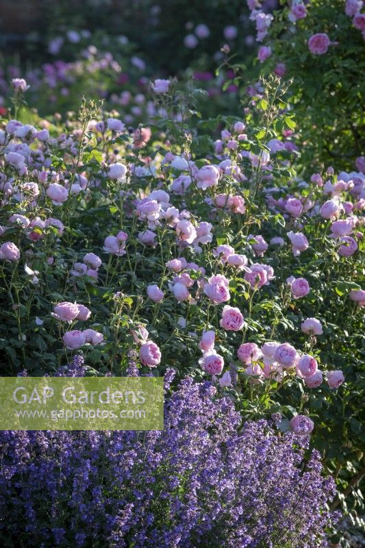 Rosa 'Scepter'd Isle' syn. 'Ausland' in a border with Nepeta - Catmint
