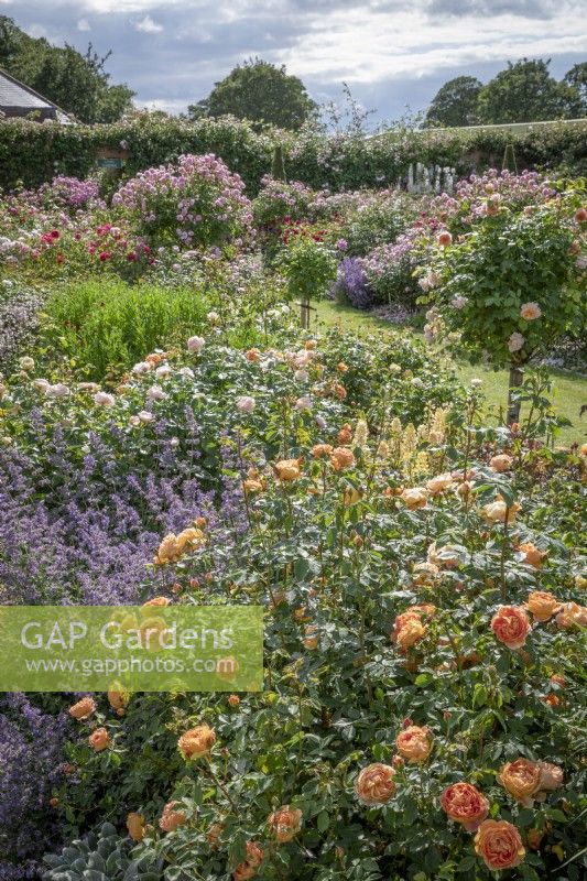 The Lion Garden  at David Austin Roses with Rosa 'Lady of Shalott'  syn. 'Ausnyson' in the foreground