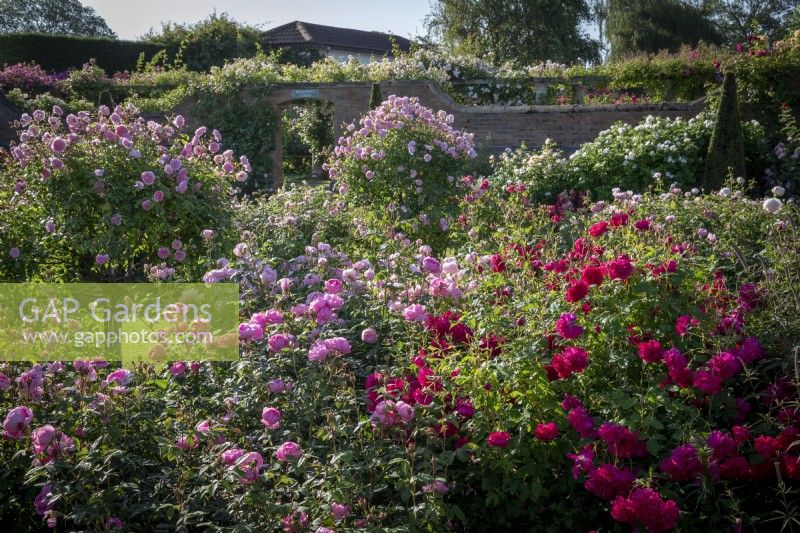 Roses in the Lion Garden  at David Austin Roses including Rosa 'Thomas A Becket' syn. 'Auswinston', Rosa 'Harlow Carr' syn. 'Aushouse' and standard Rosa 'Anne Boleyn' syn. 'Ausecret'