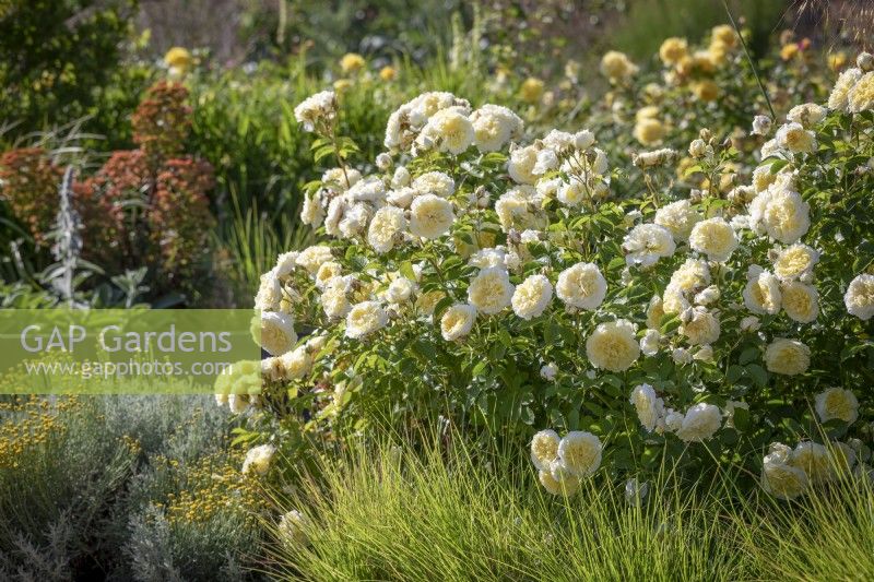 Rosa 'The Pilgrim' syn. 'Auswalker' AGM growing in a raised bed