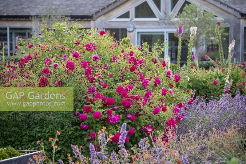 Rosa 'Thomas A Becket' syn. 'Auswinston' growing amongst sanguisorba, foxgloves, catmint and kniphofias in the rose garden at Wynyard Hall