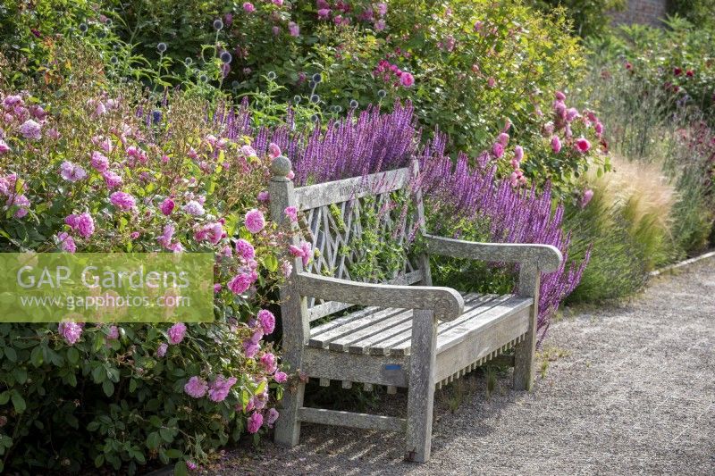 Wooden bench in front of a mixed border at Wynyard Hall. Rosa 'Hyde Hall' syn 'Ausbosky' in the foreground, Rosa 'Scepter'd Isle' syn 'Ausland' beyond. Planting includes Salvia nemorosa 'Amethyst' and echinops.
