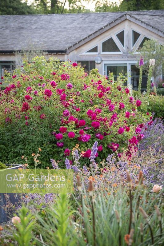 Rosa 'Thomas A Becket' syn. 'Auswinston' growing amongst sanguisorba, foxgloves, catmint and kniphofias in the rose garden at Wynyard Hall