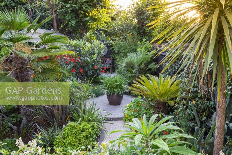 On a circular patio stands a pot of agapanthus. Behind stands a loquat tree and dwarf fan palm. Front right: Japanese sago palm, Cycas revoluta. Front left: crocosmia and Trachycarpus palm.