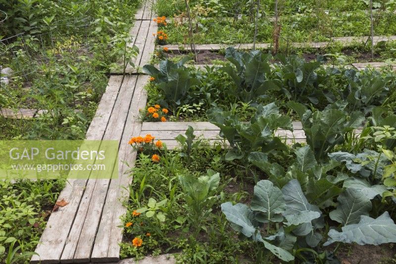 Brassica oleracea - Broccoli, Cauliflower plants and Tagetes - Marigold flowers growing in backyard vegetable garden in summer
