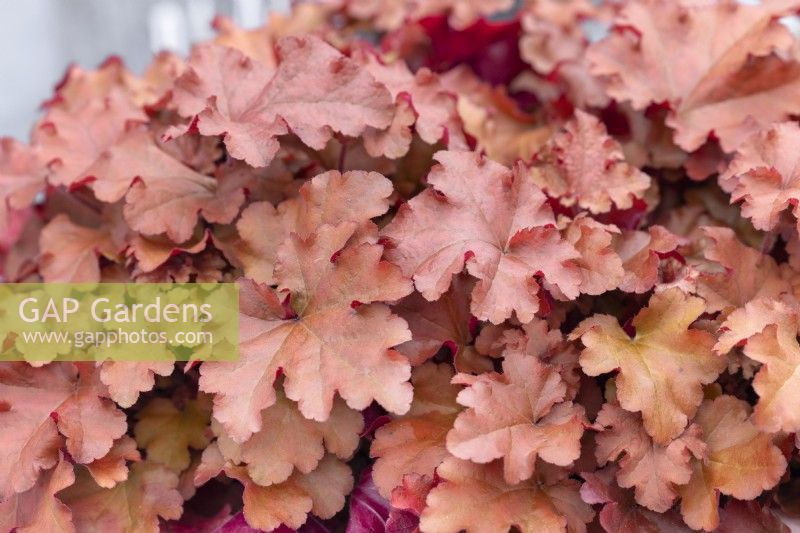 Heuchera Boysenberry, summer August