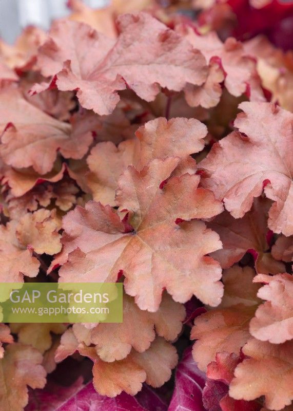 Heuchera Boysenberry, summer August