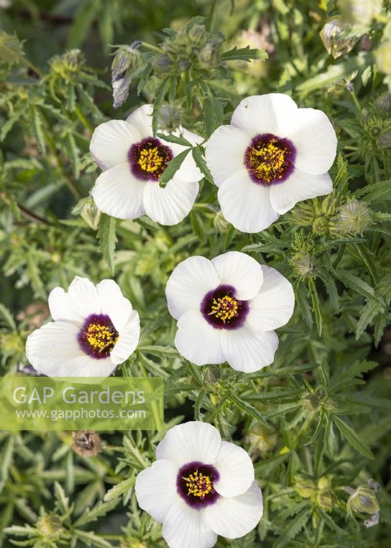 Hibiscus cannabinus Amethyst, summer June