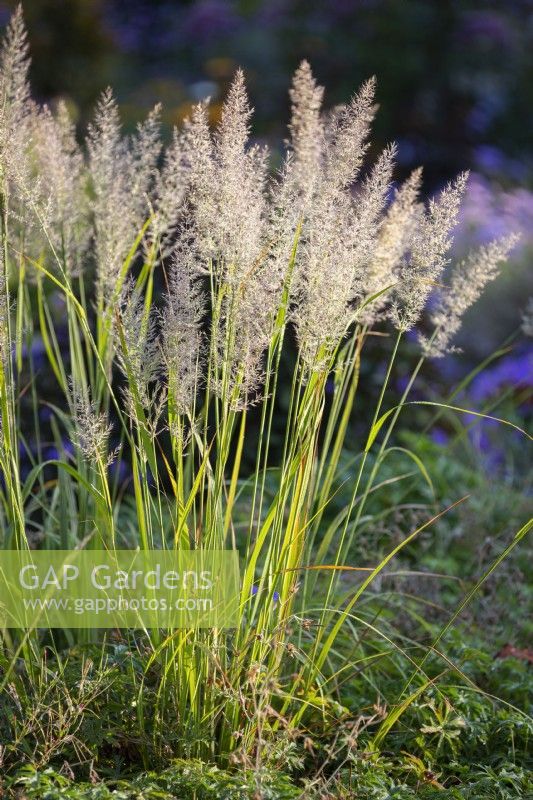 Calamagrostis brachytricha, Korean feather reed grass. Grass. 