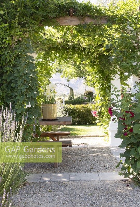 Wisteria-covered pergola 